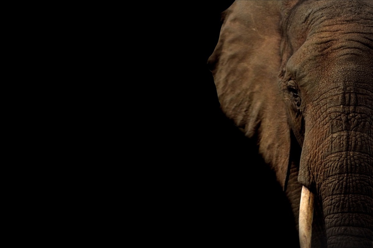 Warga Tebo Tewas Diinjak Gajah Liar, Usai Usir dari Kebun Sawit