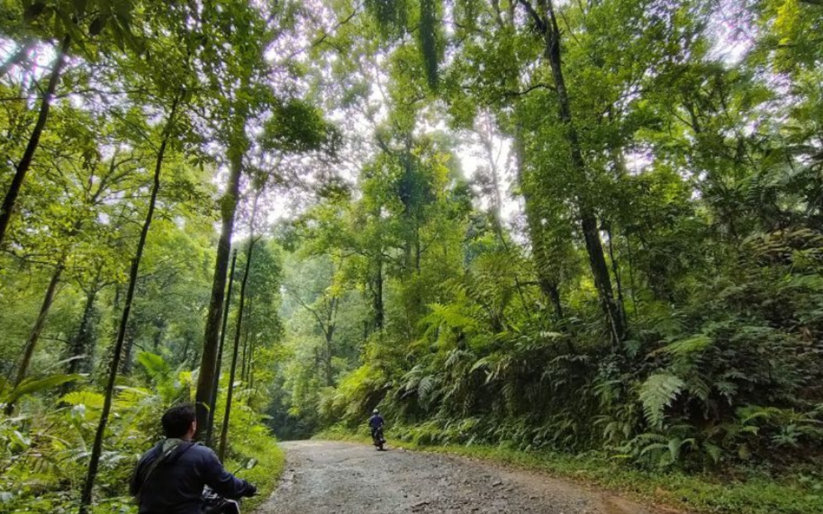 Bersama-sama Menjaga Kesehatan 'Paru-paru' Dunia