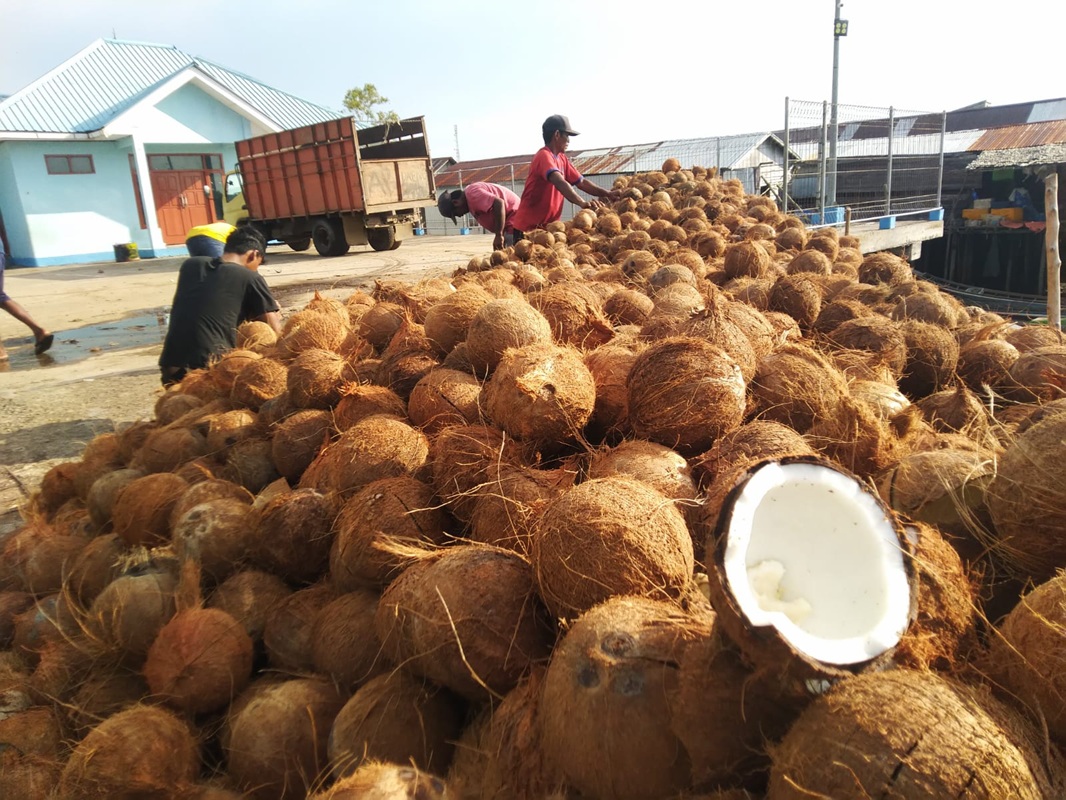 Hanya Bisa Dipanen 3 Sampai 4 Kali Setahun, Petani Kelapa Dalam di Tanjab Timur Harap Harga Jual Bisa Tinggi