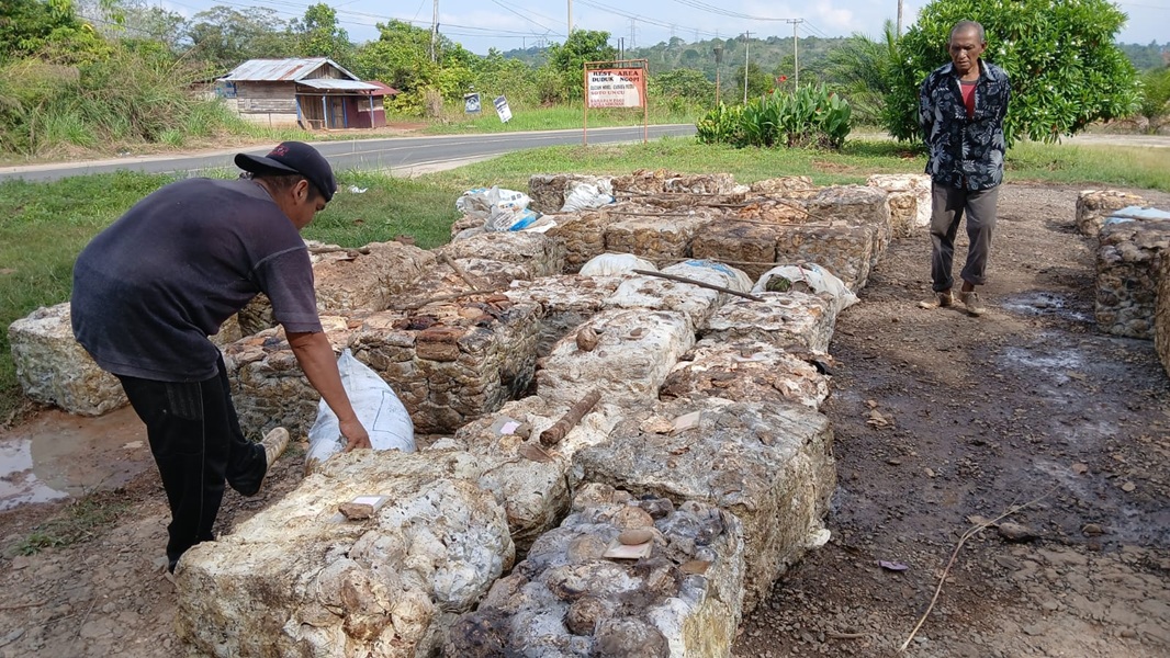 Petani Senang! Harga Karet di Bungo Naik Sampai Rp13.500 per Kilogram