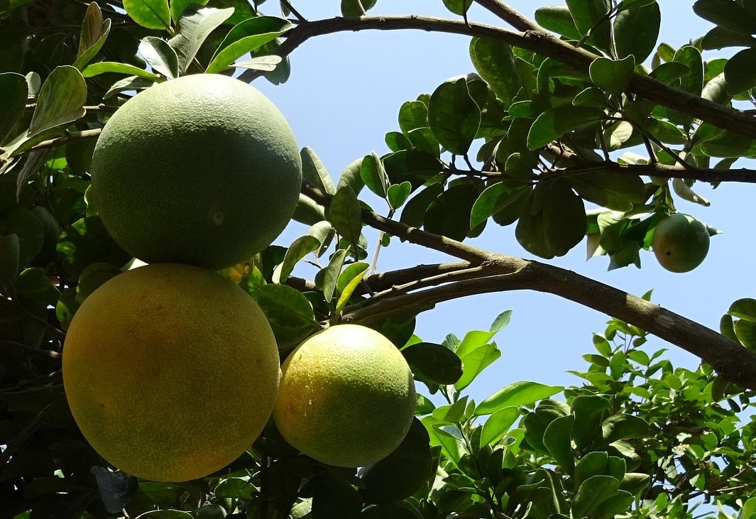 Awas! Buah Ini Dapat Mengganggu Penyerapan Obat dan Mengancam Kesehatan Anda!