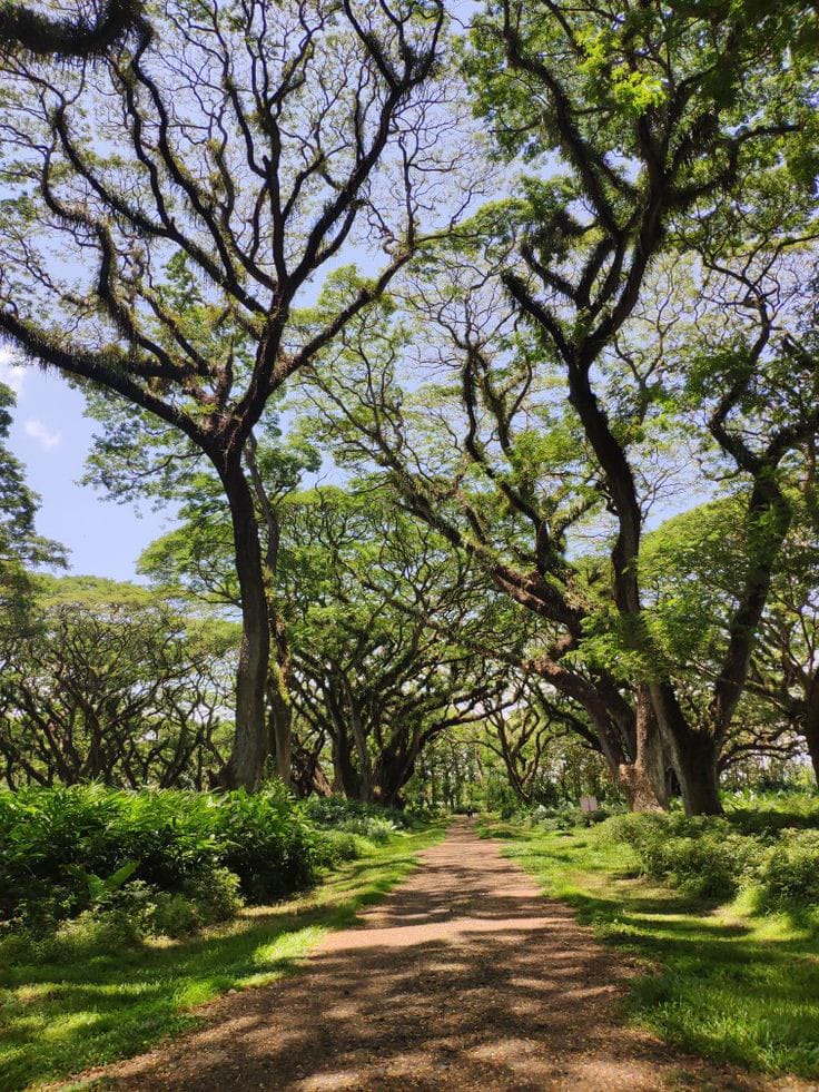 De Djawatan Wujud Nyata Dari Hutan di Negeri Dongeng