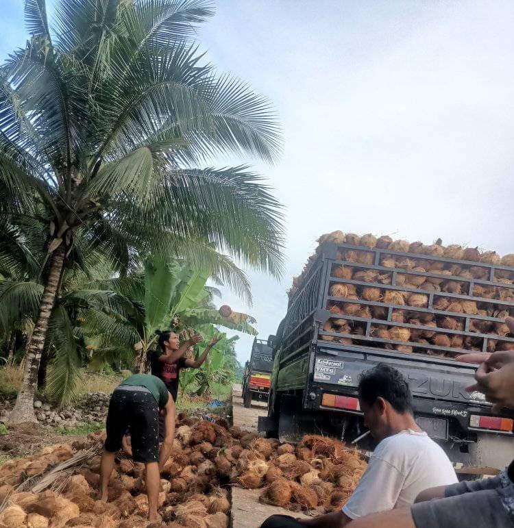 Harga Kelapa Dalam di Tanjab Timur Terus Anjlok, Segini Harganya