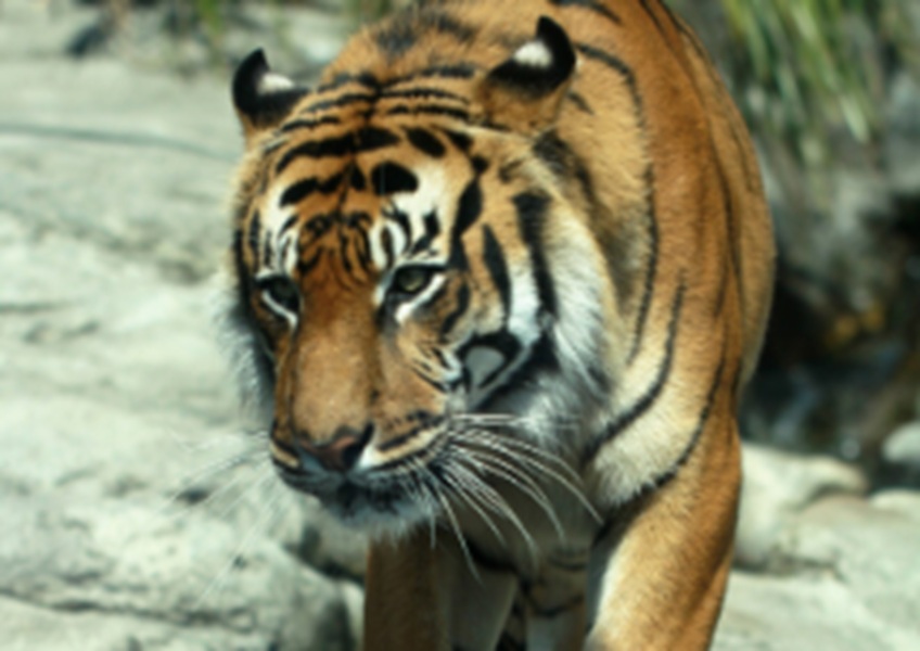 Serem! Warga Merangin Diterkam Harimau Sumatera Saat Sedang Membersihkan Kebun