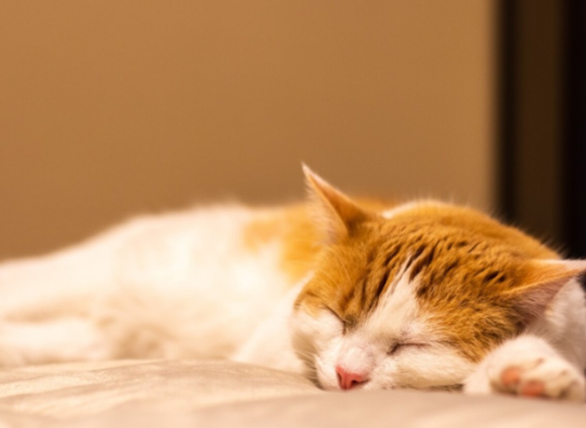 Kucing Kesayangan Kamu Kena Diare? Ini Cara Menanganinya