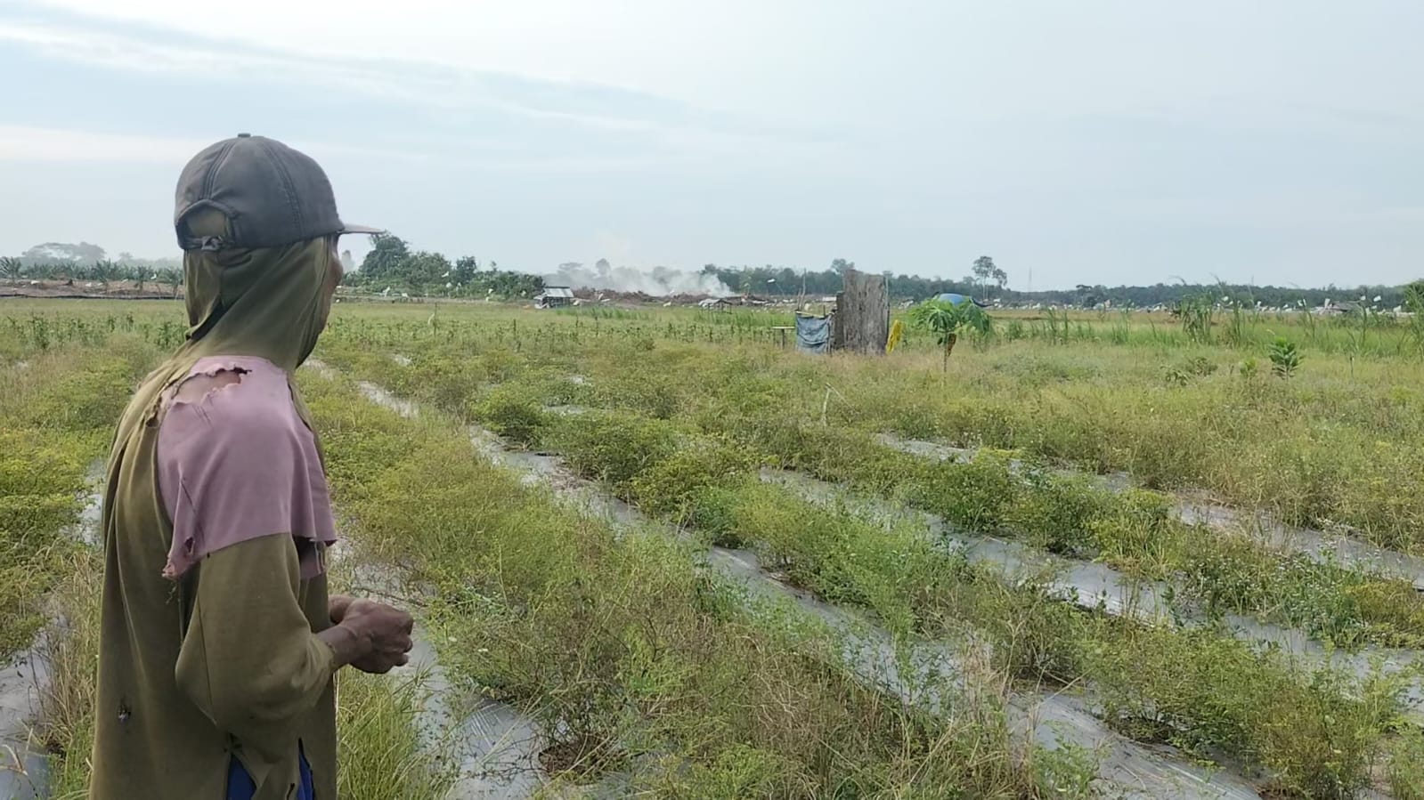 Kemarau Panjang di Tanjab Timur, Lahan Cabe Kekeringan