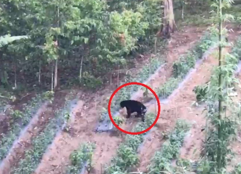 Viral! Beruang Muncul Dekat Permukiman Warga Kerinci, Diduga Lebih dari Satu Ekor