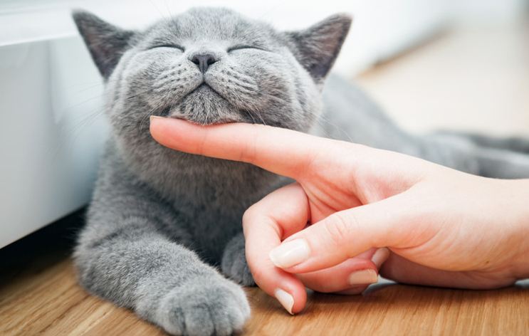 10 Cara Merawat Kucing yang Baik untuk Pemula di Rumah