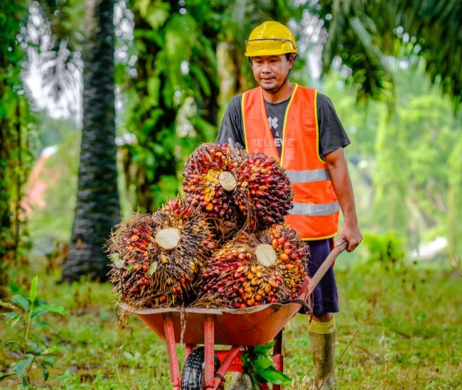 Produksi TBS PTPN VI 2023 Meroket