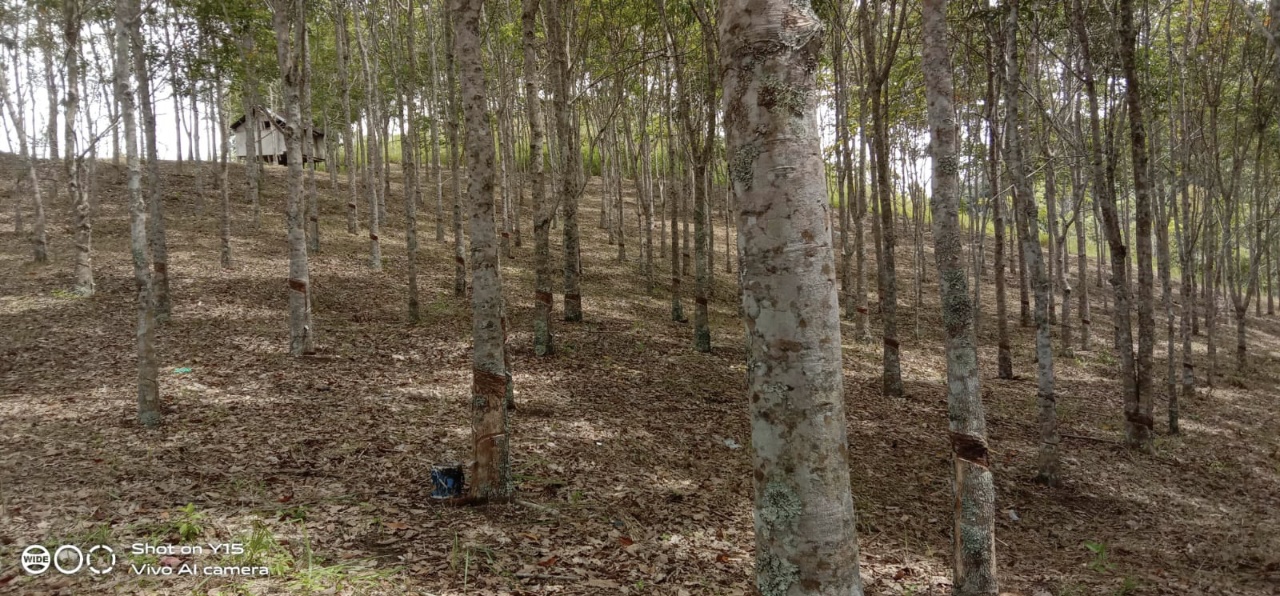 Harga Karet di Kerinci Mulai Naik, Petani Senang