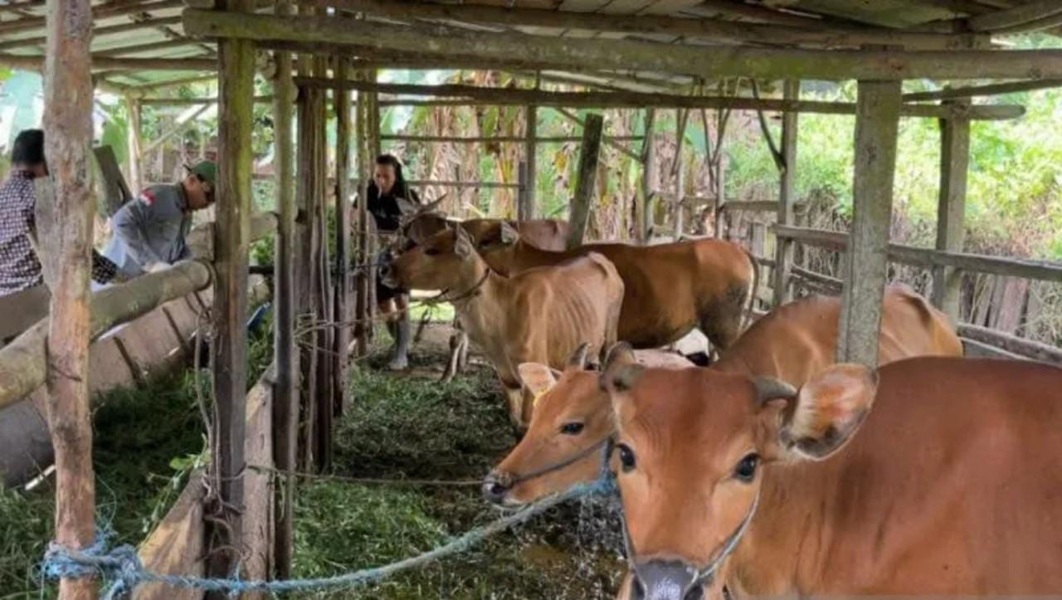 Jelang Ramadan dan Idul Fitri, Stok Sapi dan Kerbau di Batanghari Aman