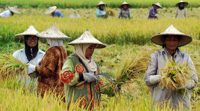 HORE! Kini Petani Jambi Bisa Dapatkan Pinjaman KUR BRI 2023 hingga Rp 500 Juta, Simak Syaratnya Disini