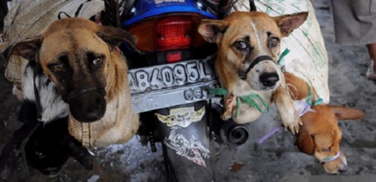 Resiko Makan Daging Anjing Bagi Kesehatan dan Dampak Lainnya