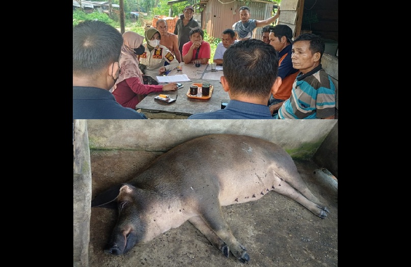 Baru Ketahuan! 89 Ternak Babi di Muaro Jambi Tak Punya Izin, SOP Tak Ada yang Benar