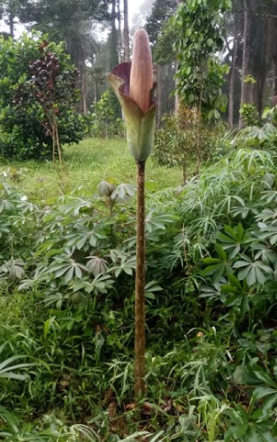 Warga Bungo Temukan Bunga Bangkai di Kebun, Tingginya 1,5 Meter, Ini Penampakannya