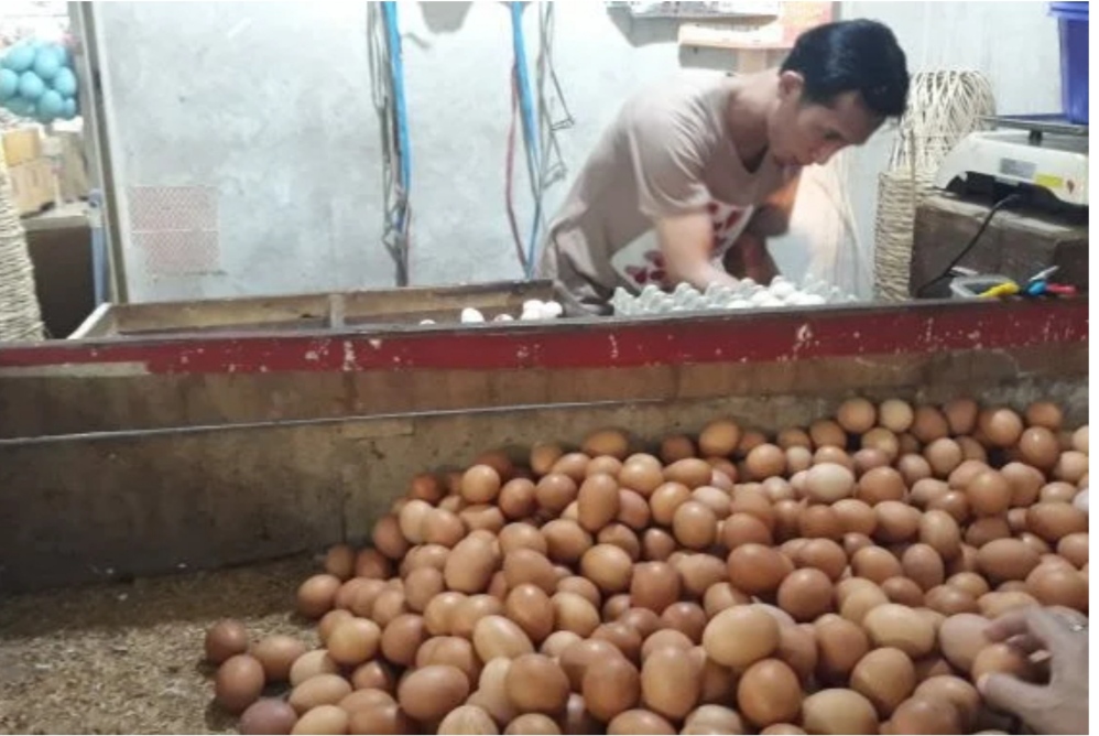 Pemerintah Diminta Turun Tangan, Harga Telur Makin Bikin Menjerit