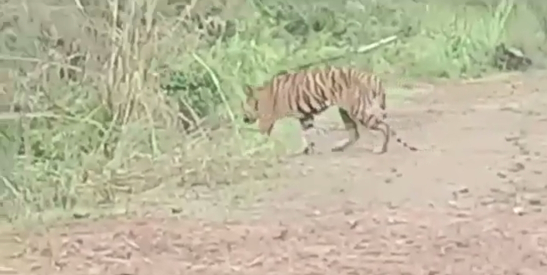 Soal Kemunculan Harimau di Petaling Muarojambi, Ini Kata Kapolsek Sungai Gelam