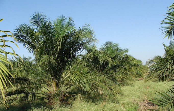 Tingkat Produktifitas Kelapa Sawit, Dinas Perkebunan Jambi Akan Replanting 7.500 Hektar Lahan