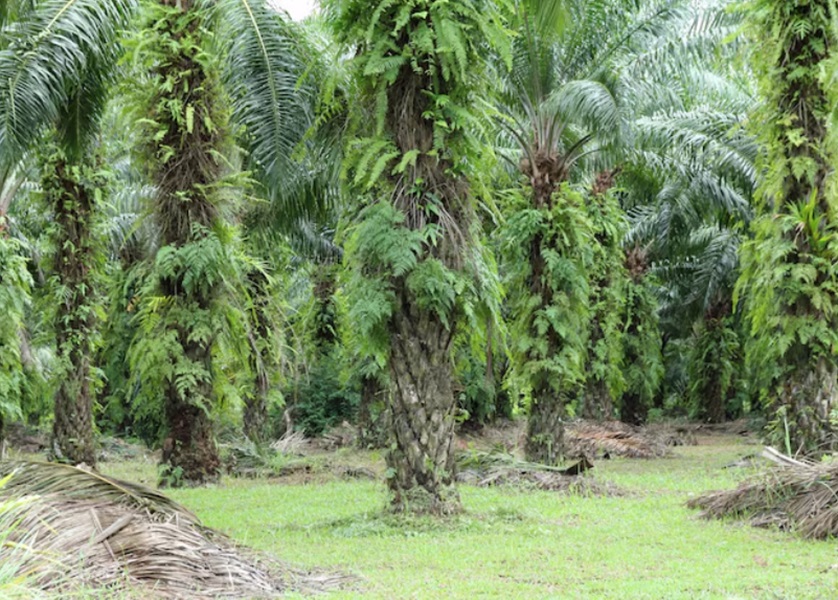 Polres Muaro Jambi Tangani Sengketa Lahan Sawit di Desa Betung Kecamatan Kumpeh