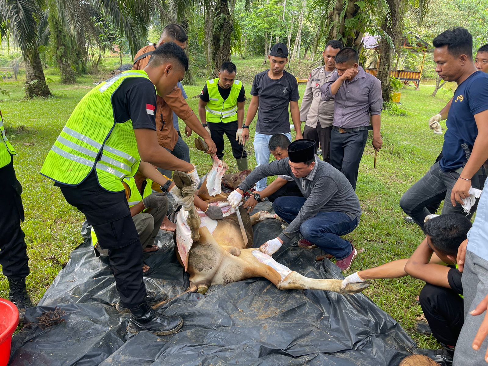 Hari Raya Idul Adha, Batalyon B Pelopor Satbrimobda Polda Jambi Kurban 5 Ekor Sapi 