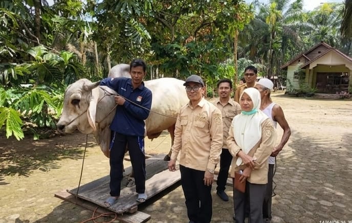 Bikin Bangga, Sapi Prabowo untuk Kurban Diambil dari Peternak Rantau Rasau 