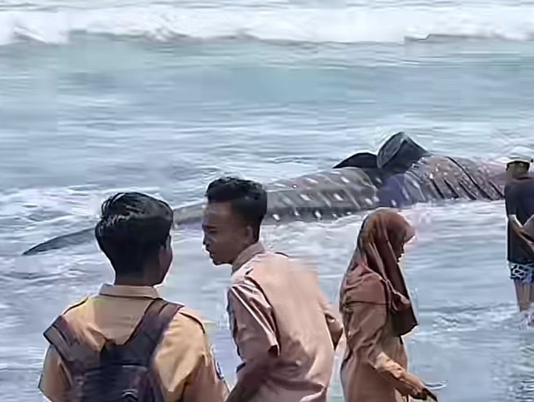 Hiu Tutul Terdampar di Pantai Drajid Lumajang, Begini Kondisinya