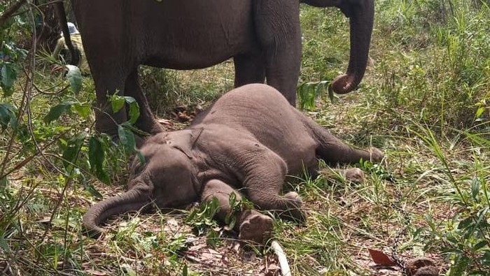 Tiga Anakan Gajah Sumatera di Riau Mati dalam Kurun Waktu Tujuh Bulan