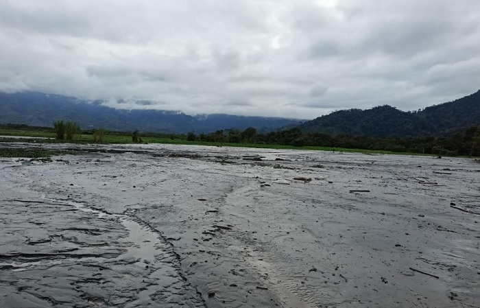 Abu Vulkanik Erupsi Gunung Kerinci Timbun Puluhan Hektare Sawah Warga Desa Sungai Rumpun