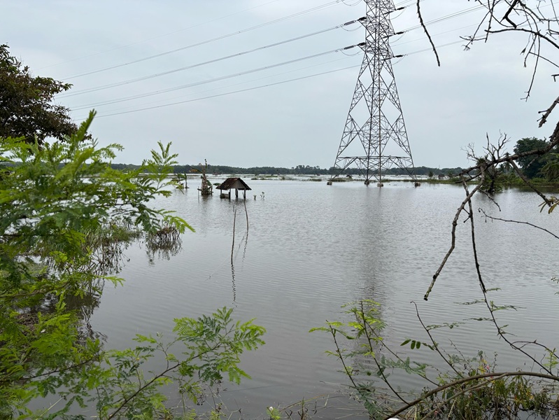 Banjir Rendam 500 Hektare Sawah di Muaro Jambi, Petani Terancam Gagal Panen!