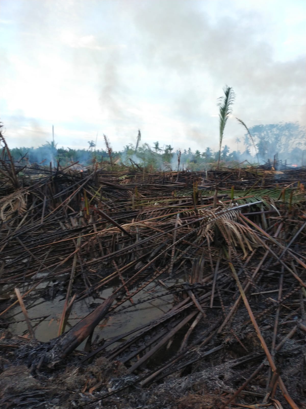 Kepulan Asap di Desa Tungka I Sempat Dikira Kebakaran, Ternyata Karhutla