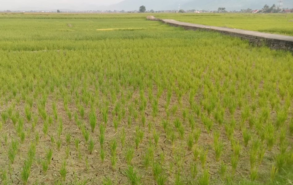 Petani Khawatir! Sawah di Kerinci Mulai Kekeringan Akibat Musim Kemarau