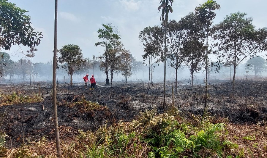 PetroChina International Jabung Ltd dan Tim Gabungan Berhasil Padamkan Kebakaran Lahan di Tanjabtim