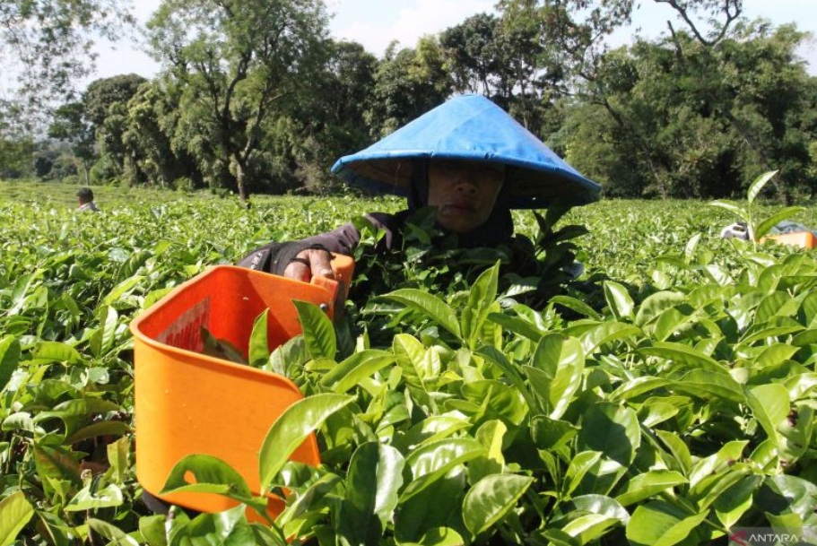 Mengembalikan Kedaulatan Teh Indonesia