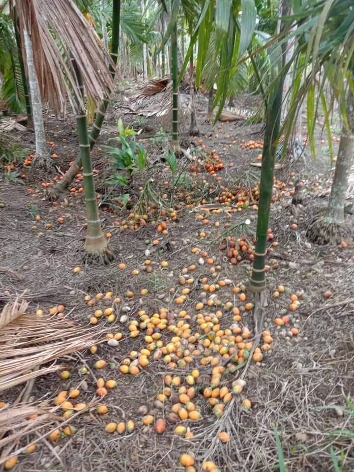 Duh, Harga Pinang di Tanjab Timur Anjlok, Petani Desa Simbur Naik Tak Mau Panen