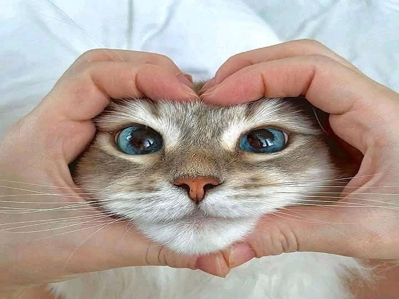 Fakta Ilmiah: Memelihara Kucing Bisa Bantu Redakan Stres dan Cemas