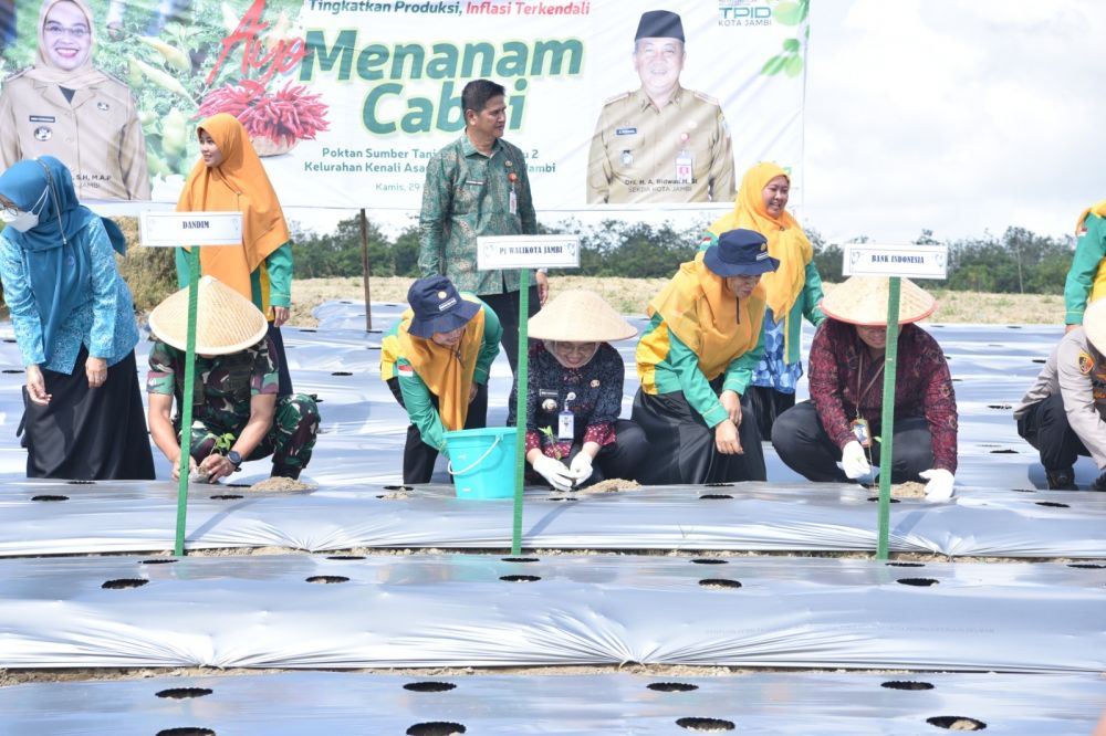 Pj Wali Kota Jambi Laksanakan Gerakan Ayo Menanam Cabai 