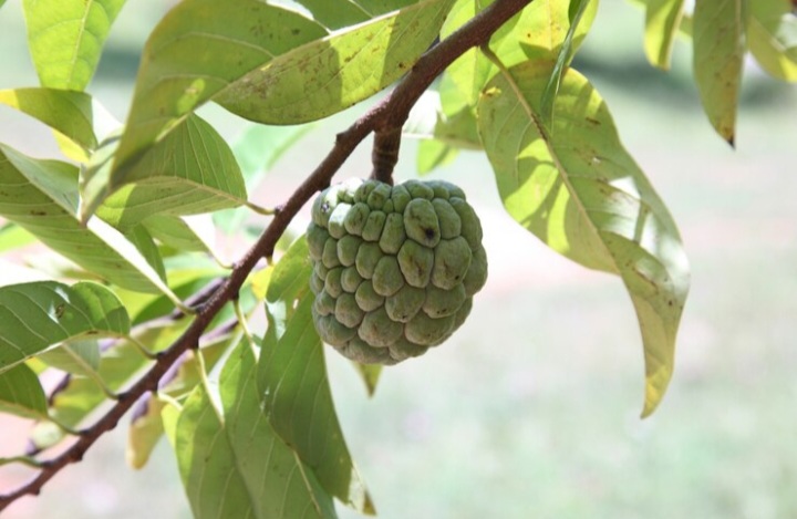 Ternyata ini Manfaat Rutin Konsumsi Jus Sirsak, Yuk di Simak !