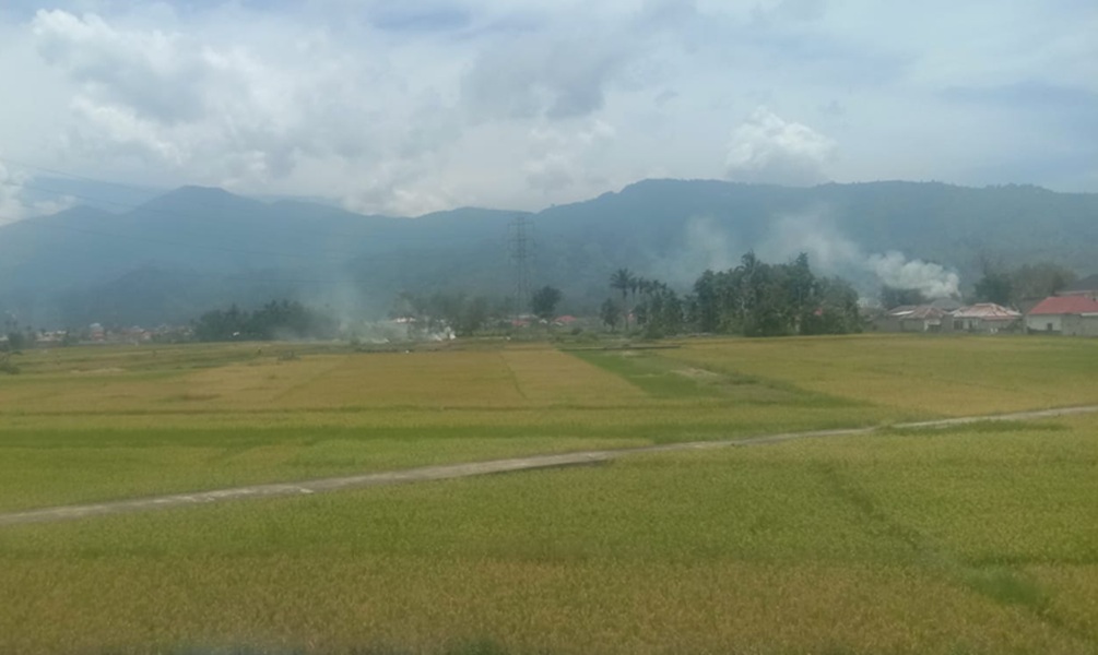 Masuk Masa Panen, Petani di Kerinci Berharap Harga Gabah Bisa  Stabil 