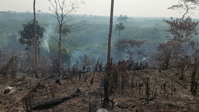 Dua Perusahaan di Tebo Jadi Penyumbang Kabut Asap 