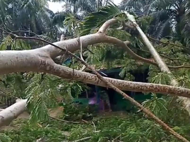 Hujan Deras! Pohon Tumbang Hantam Rumah Warga di Tanjab Timur