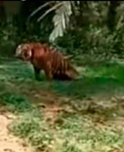 Duh! Heboh Harimau Liar Muncul di Area Perkebunan, Warga Desa Rantau Karya Tanjab Timur Resah