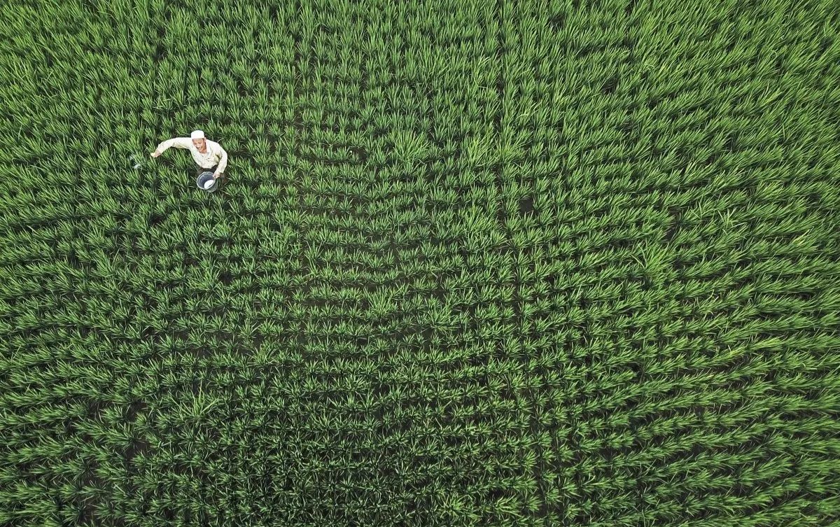 NTB Hadapi Krisis Tata Kelola Pupuk di Tengah Dorongan Menuju Kedaulatan Pangan Nasional