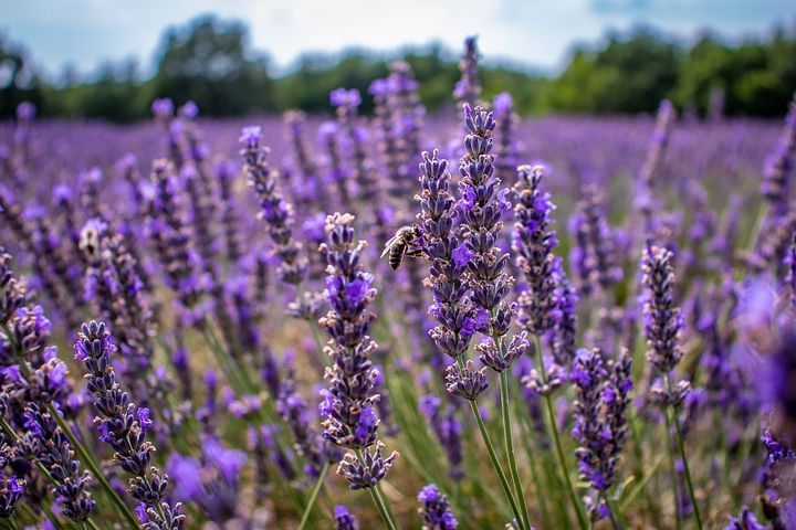 Luar Biasa, Ini 5 Manfaat Minyak Lavender untuk Kesehatan Tubuh dan Mental 