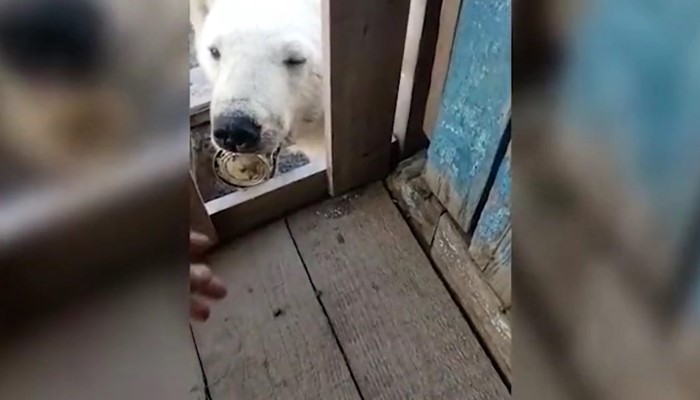 Lidah Beruang Kutub Berusia 2 Tahun Tersangkut di Kaleng Susu, Berkeliling ke Gubuk Warga Minta Pertolongan