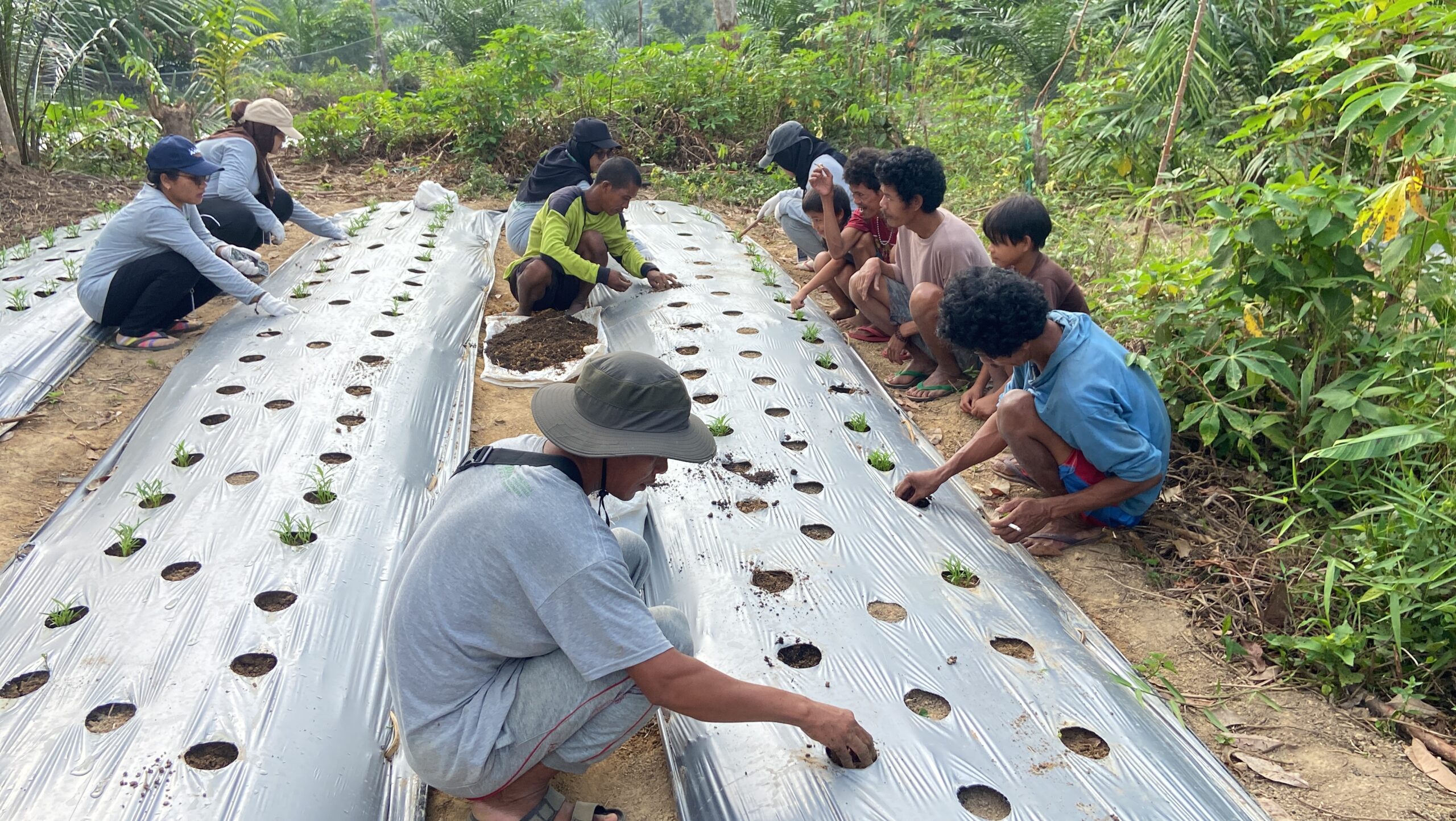 Program Desa Sehat UNJA Bantu SAD Bukit Suban: Pupuk Organik dan Budidaya Tanaman Hortikultura