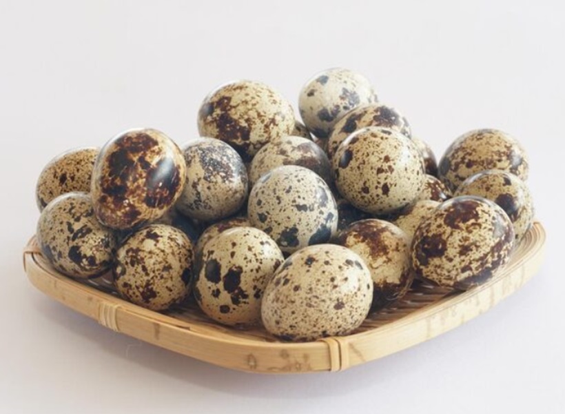 Bukan Sekadar Cantik! Terungkap Alasan Ilmiah Kenapa Telur Puyuh Bercorak dan Tak Pernah Sama