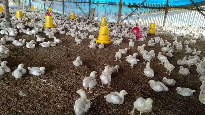Ini Penyebab Melonjaknya Harga Ayam Potong di Tanjab Timur