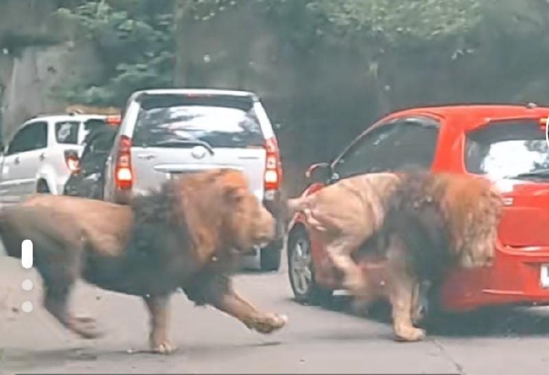 Viral 2 Singa di Taman Safari Prigen Berkelahi Tabrak Mobil Pengunjung, Pemilik Mobil: Jujur Ane Gak Mau Damai