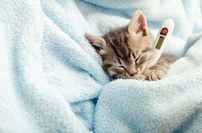 Kucing Flu? Waspadai Cat Flu yang Bisa Menyerang Semua Usia Kucing