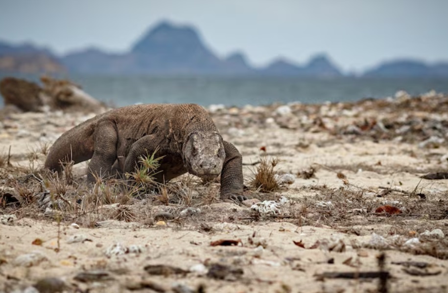 Keren! Pulau Komodo Jadi Salah Satu Destinasi Terbaik Dunia 2026